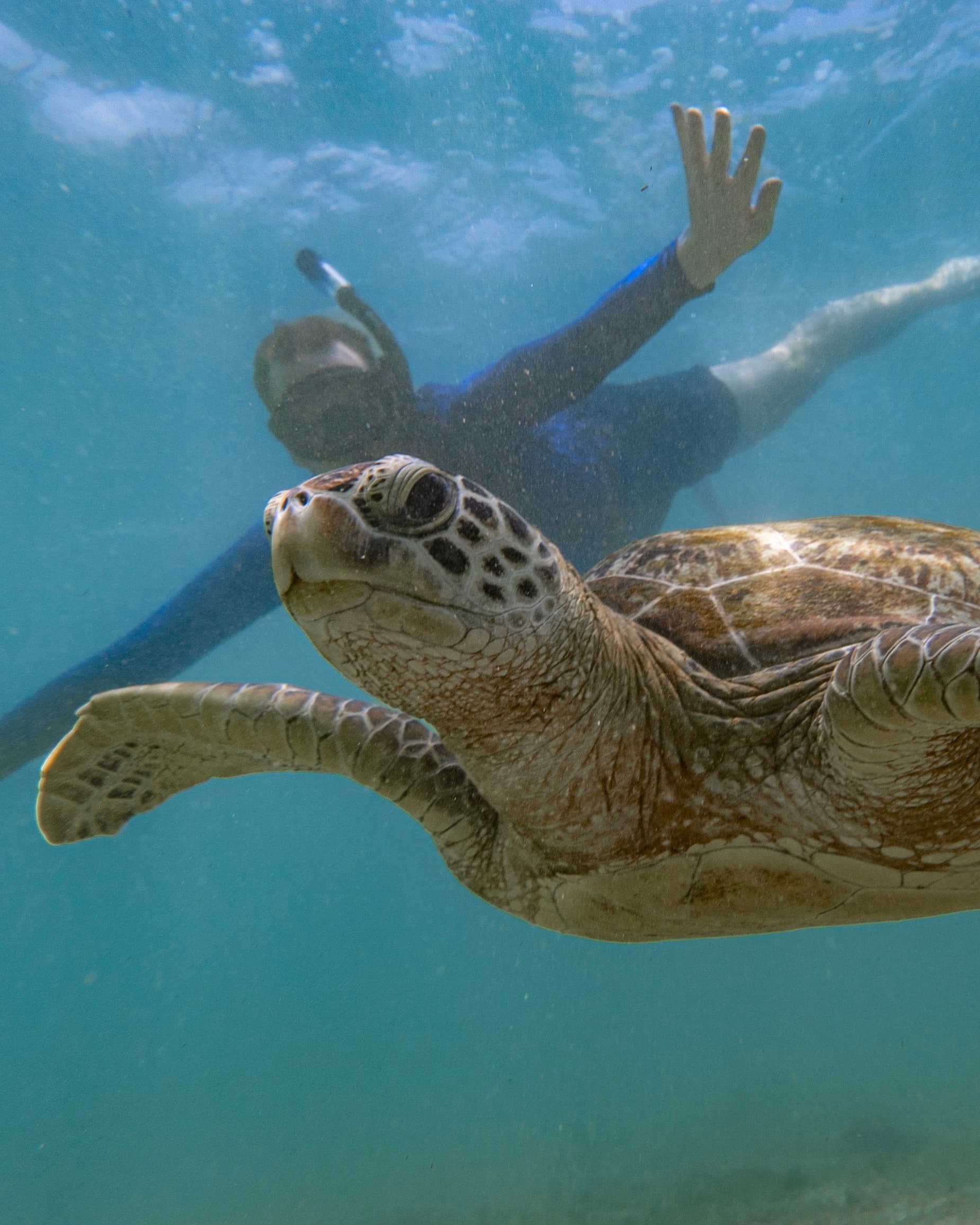 Snorkeling with Turtles in Mirissa, Sri Lanka — $20 / person
