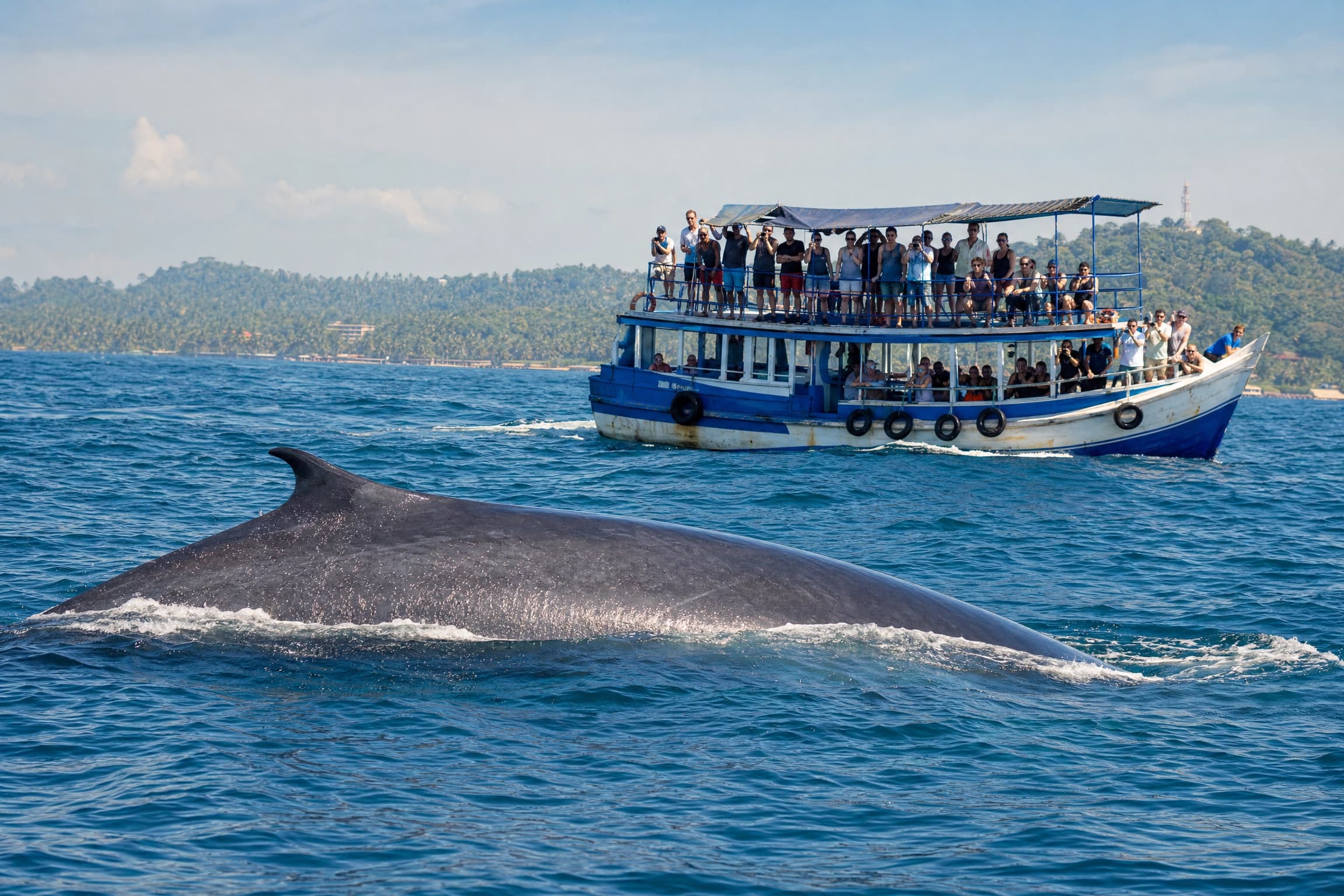 Whale & Dolphin Watching in Mirissa, Sri Lanka — $55 / person