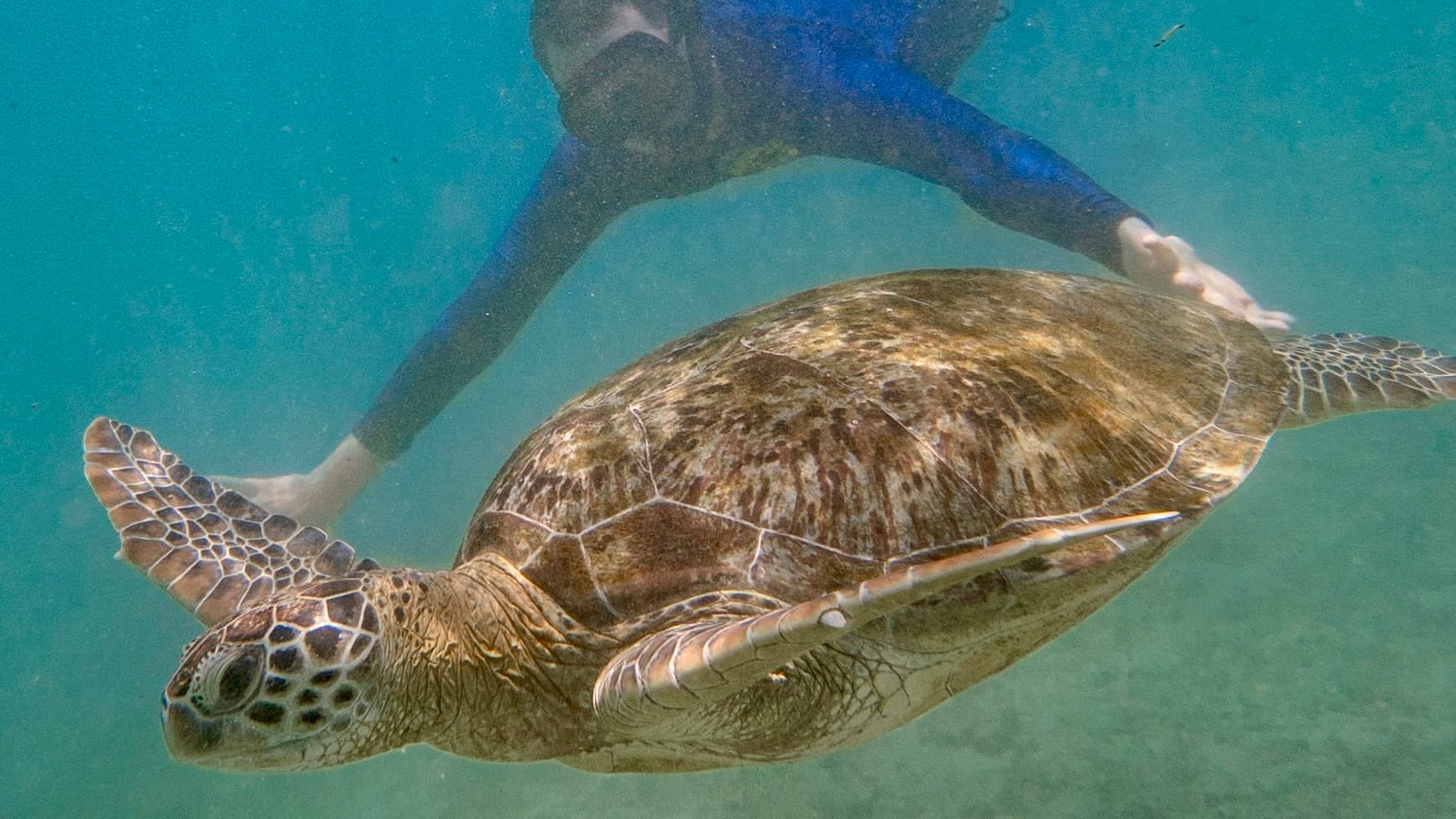 Snorkeling Angel Rock in Nilaveli, Sri Lanka — LKR 10,200 / person