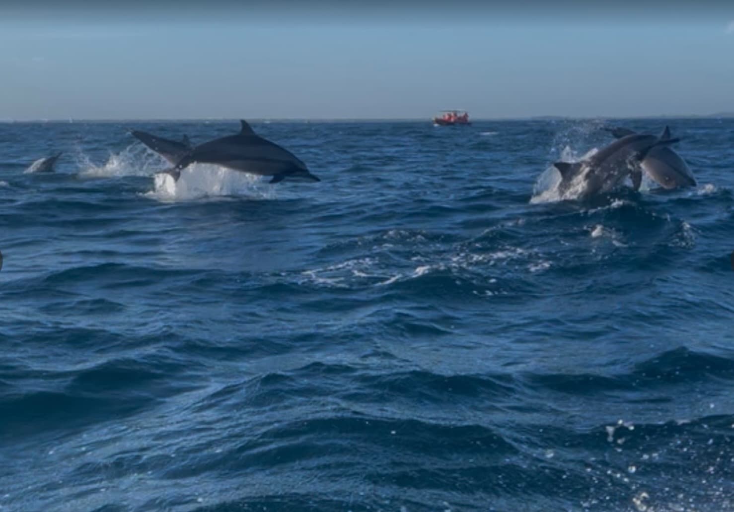 Whale and dolphin watching in Nilaveli, Sri Lanka