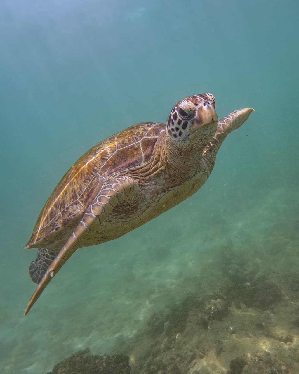 Sea turtle swimming in clear water in Sri Lanka