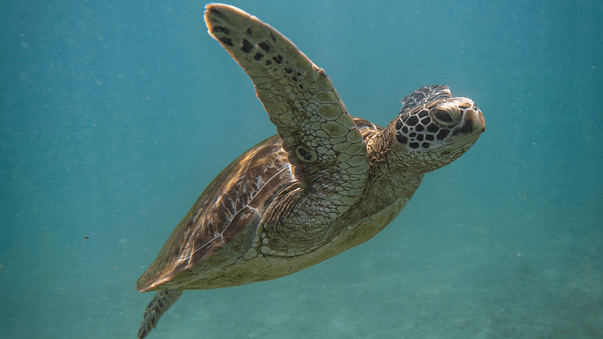 Sea turtle swimming in clear water in Sri Lanka