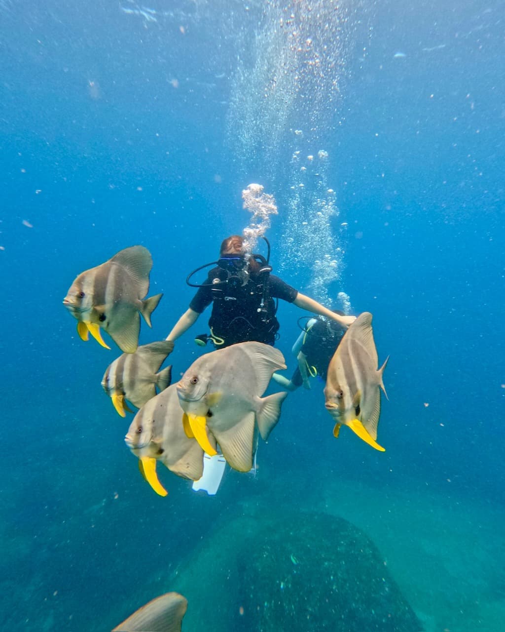 Scuba diver swimming with batfish in Sri Lanka