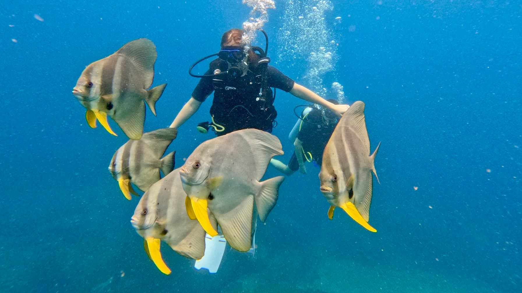 Scuba diver swimming with batfish in Sri Lanka