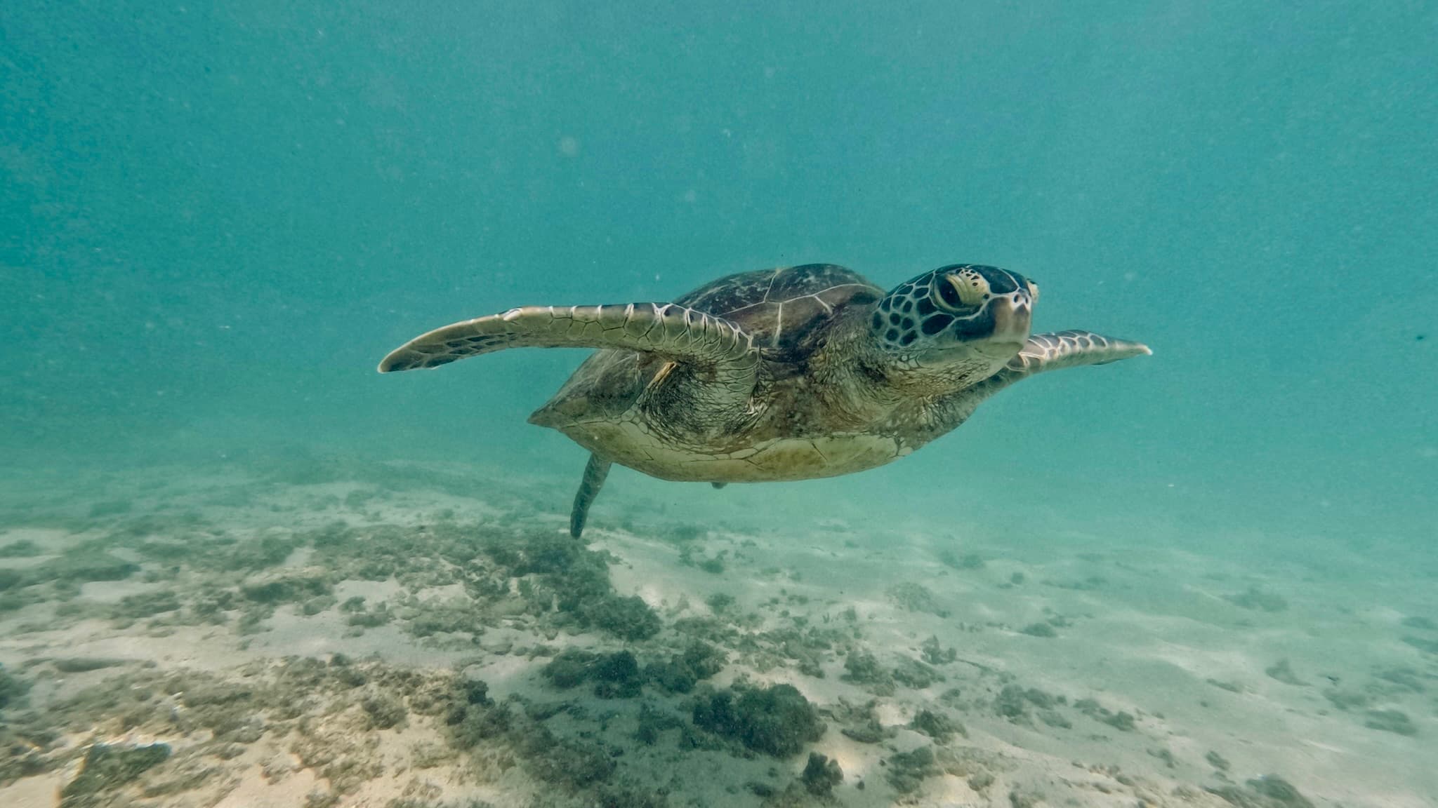 Scuba diving and snorkeling in Mirissa, Sri Lanka